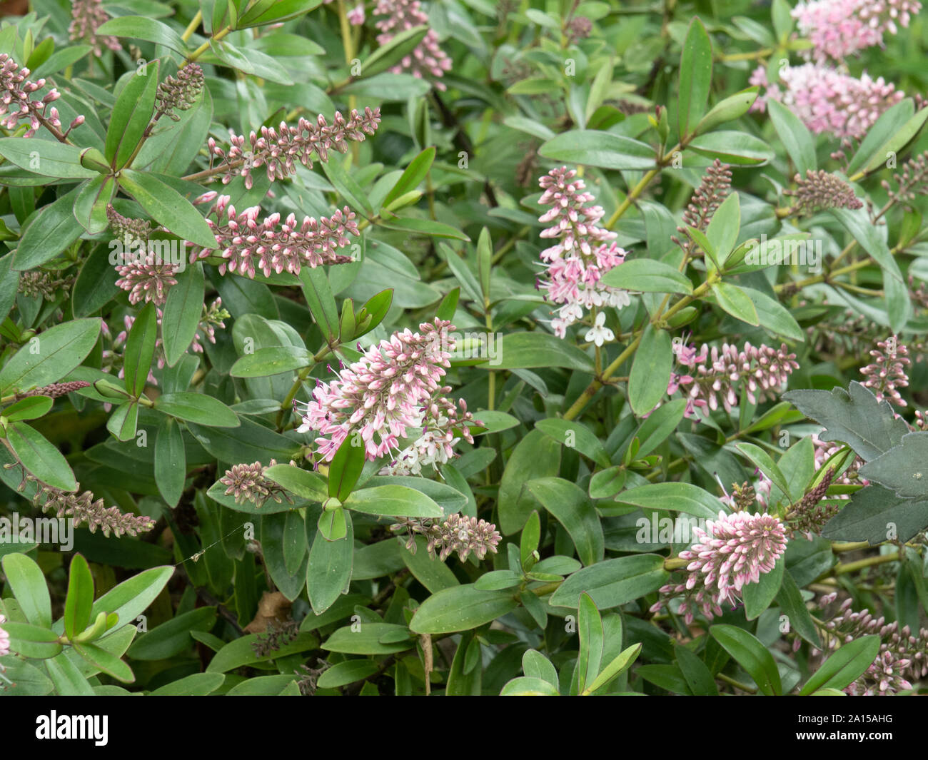 A flowering plant of Hebe Nicola's Blush showing the pale pink flowers which fade to white Stock Photo