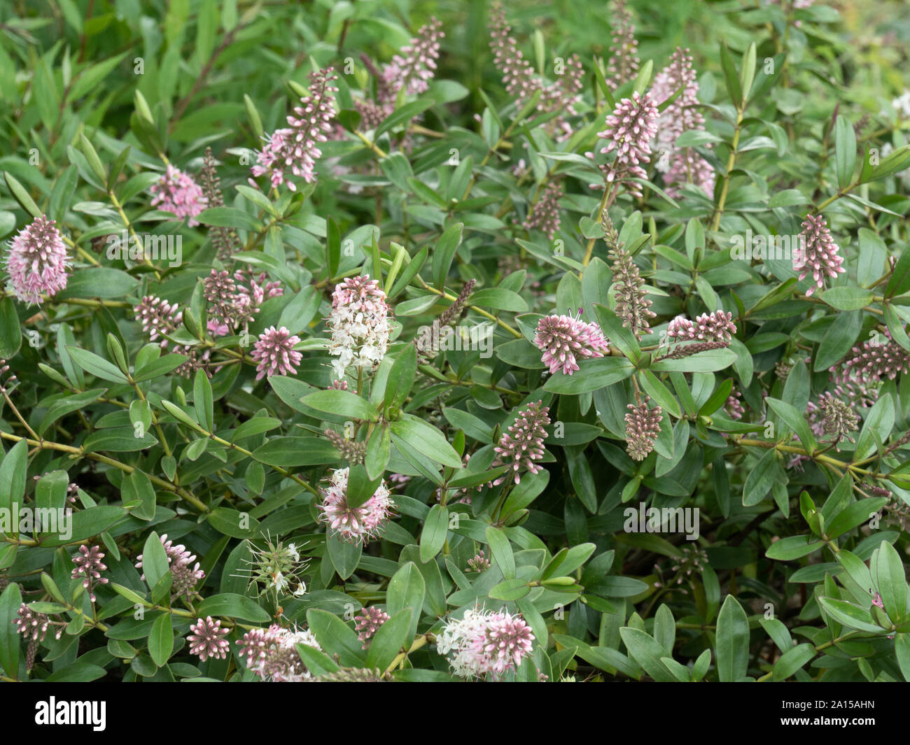A flowering plant of Hebe Nicola's Blush showing the pale pink flowers which fade to white Stock Photo