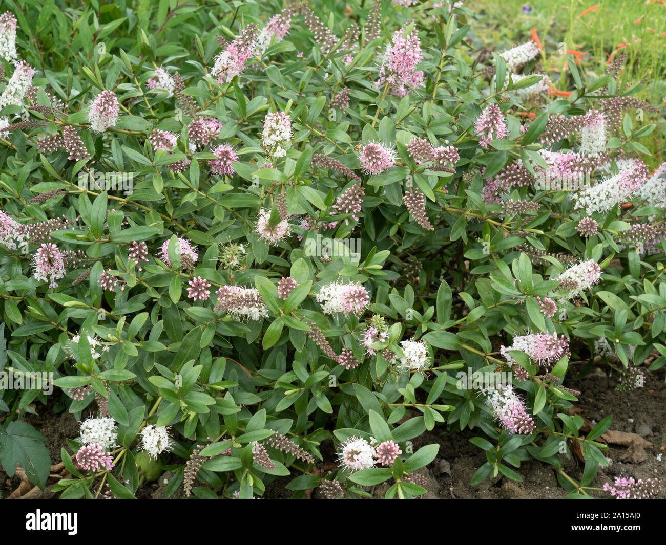 A flowering plant of Hebe Nicola's Blush showing the pale pink flowers which fade to white Stock Photo