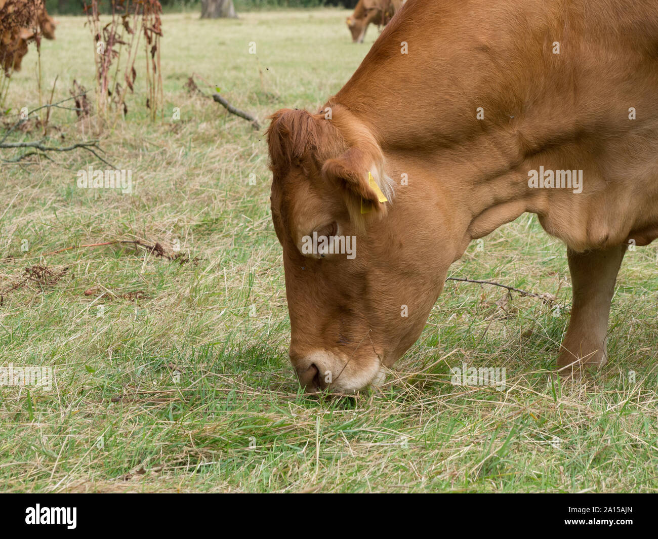A head shot of a limousin cow grazing on parkland grass Stock Photo
