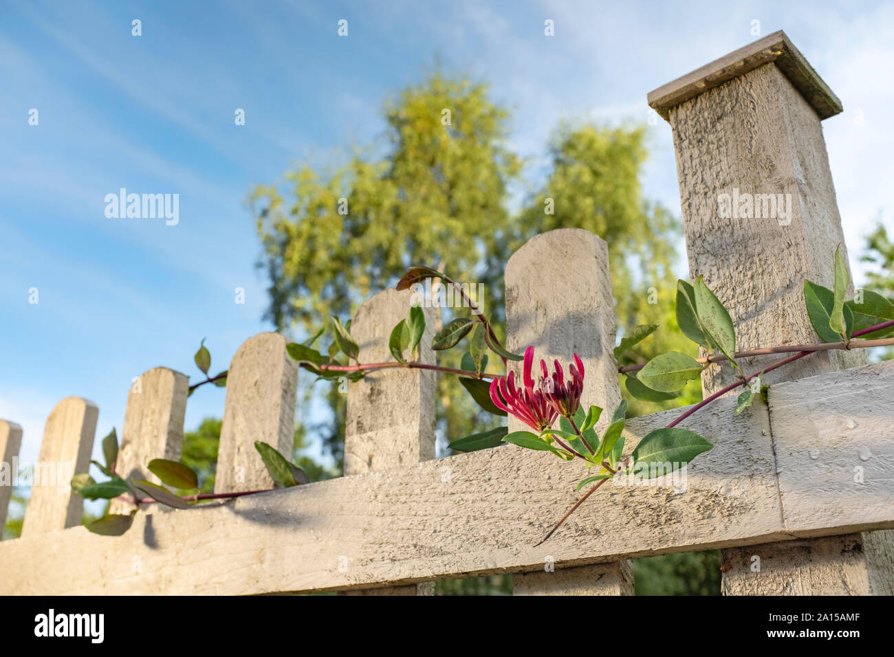 Red Honeysuckle growing over a painted wooden fence. Stock Photo