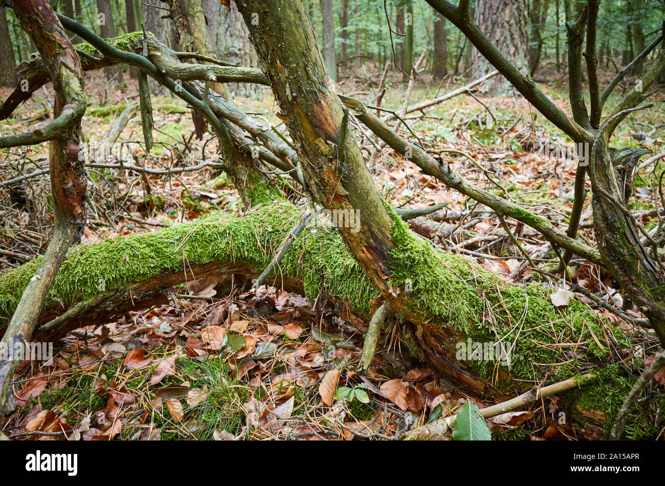 An old fallen tree covered with moss in a dark dense forest. Stock Photo