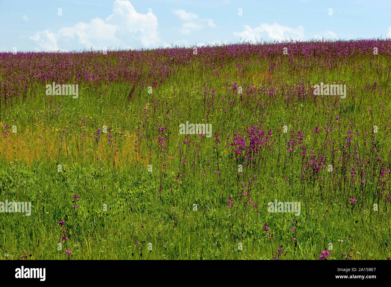 Flowers in Plana mountain, Bulgaria Stock Photo