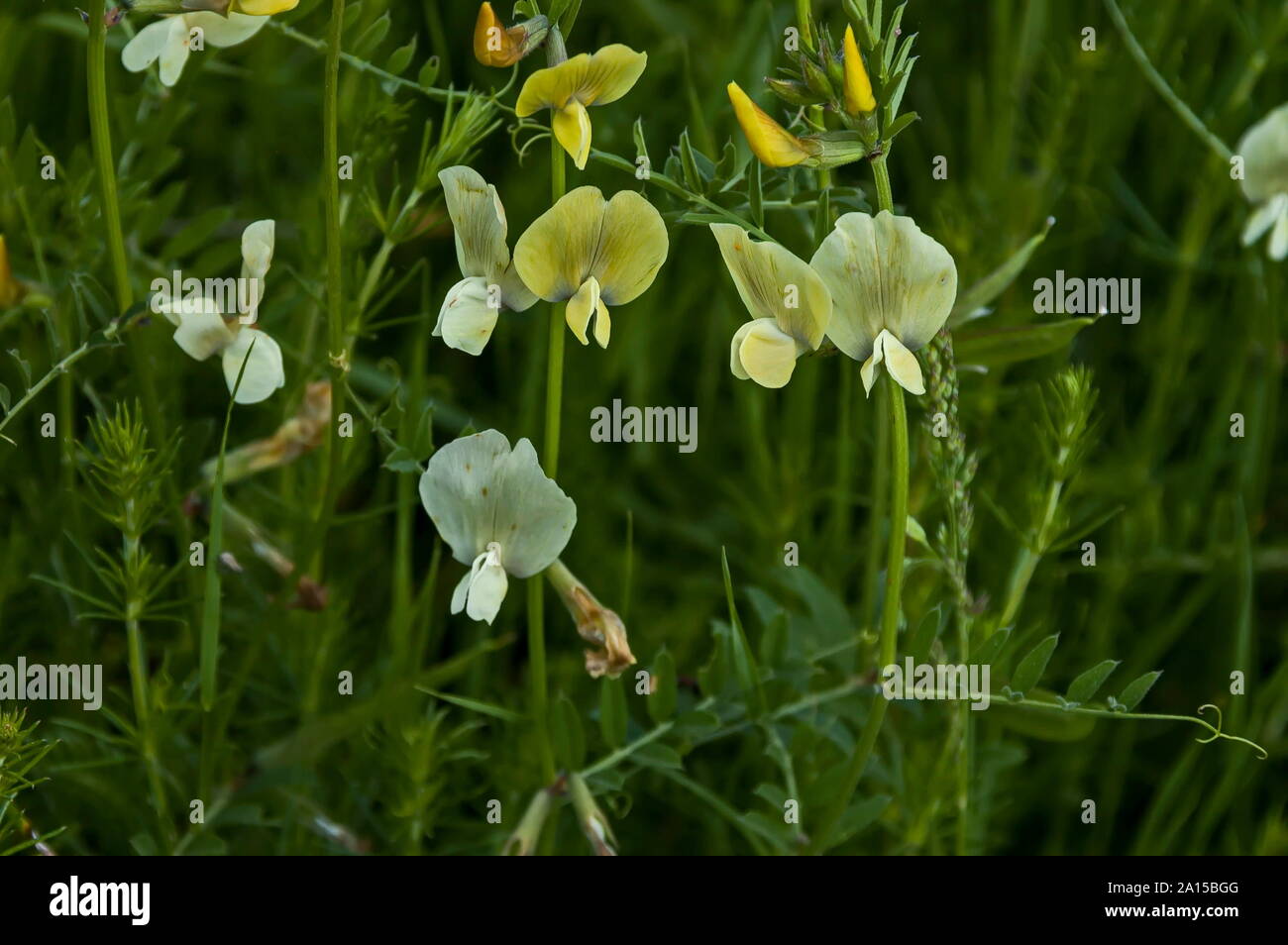 Flowers in Plana mountain, Bulgaria Stock Photo