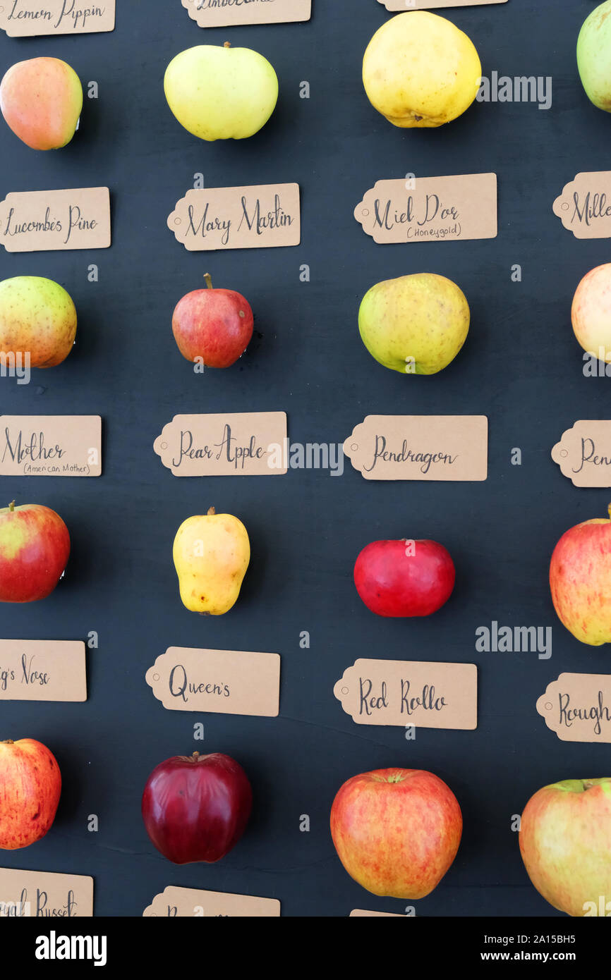 Display of rare, old-fashioned English apples - John Gollop Stock Photo