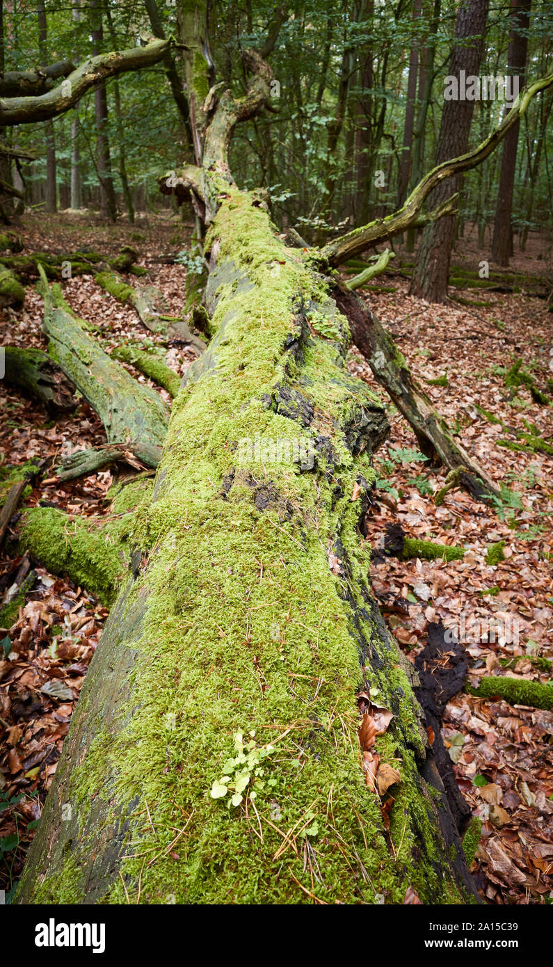 An old fallen tree covered with moss in a dark dense forest, selective focus. Stock Photo