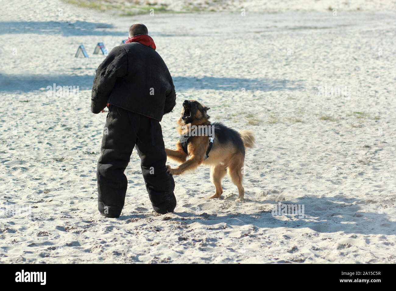 Dog trainer in k9 bite suit in action. Training class  on the playground for a german shepherd dog. Stock Photo