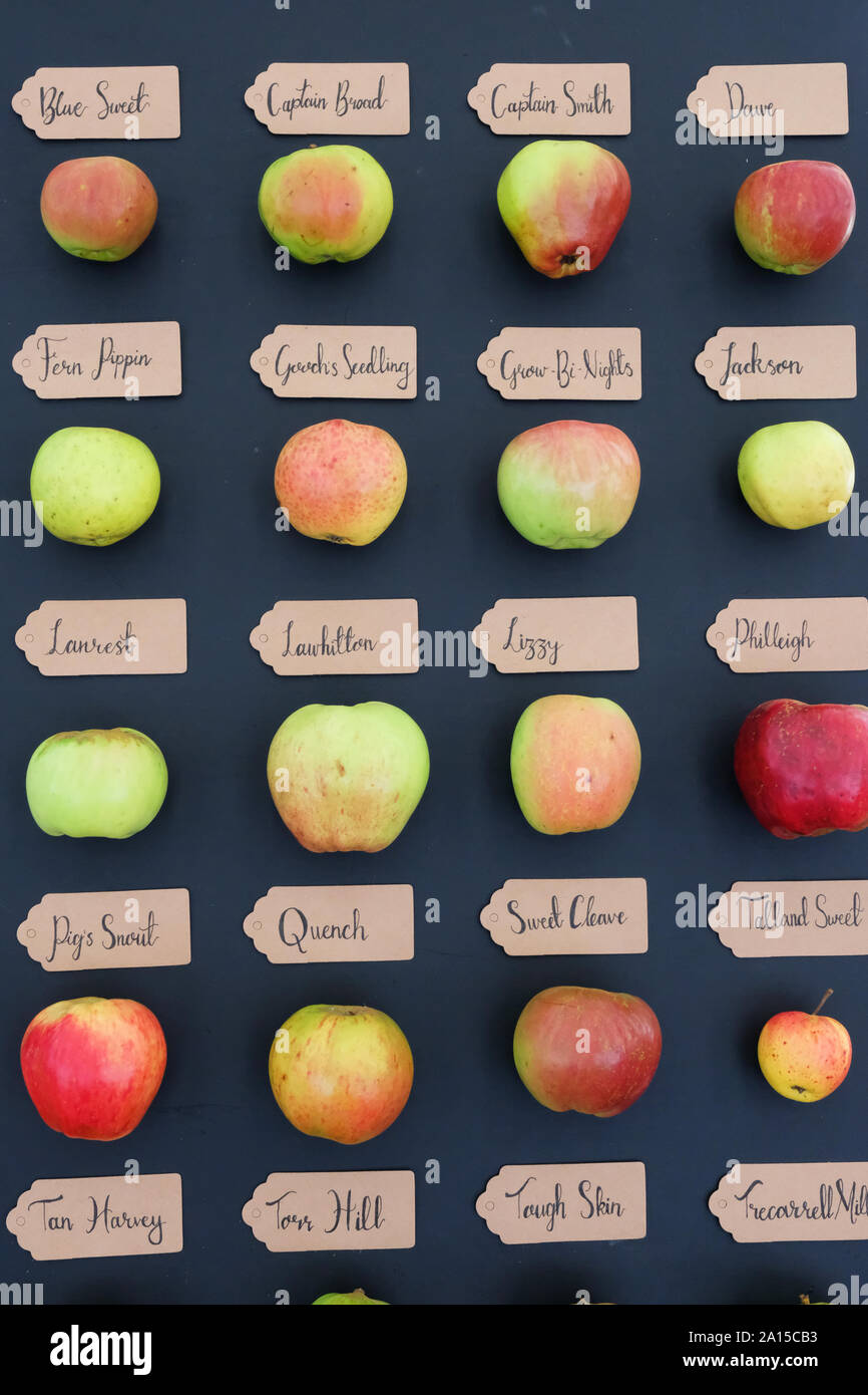Display of rare, old-fashioned English apples - John Gollop Stock Photo