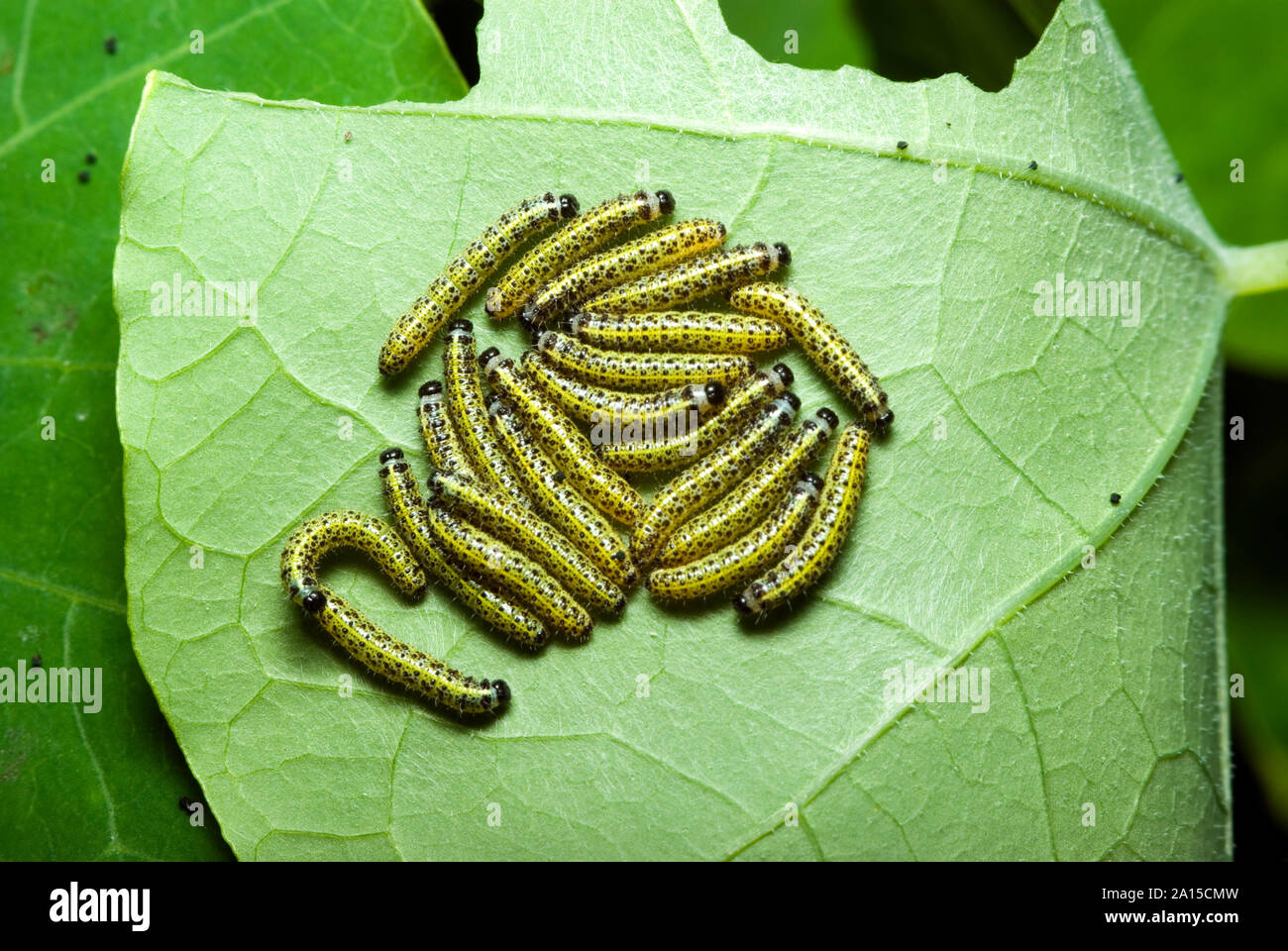 Cabbage White Caterpillars Stock Photo