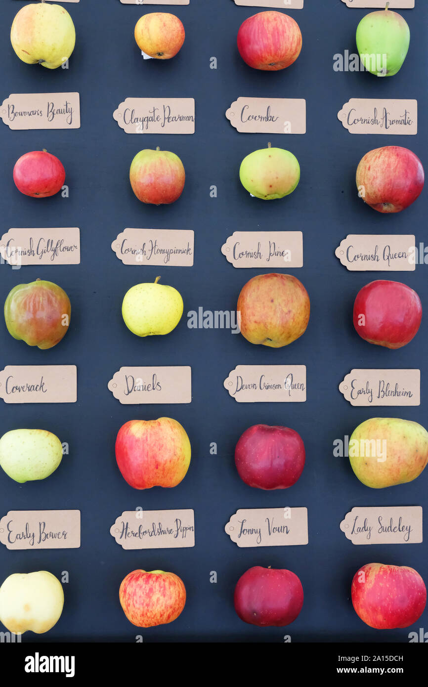 Display of rare, old-fashioned English apples - John Gollop Stock Photo