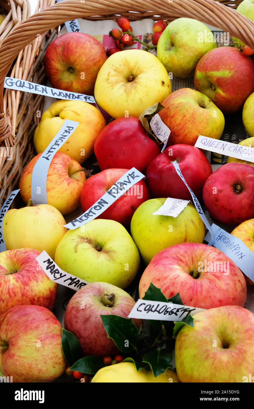 Collection of rare varieties of English apple in a wicker basket - John Gollop Stock Photo