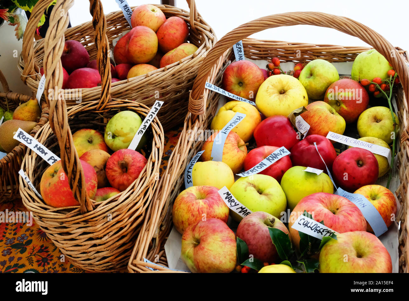 Collection of rare varieties of English apple in a wicker basket - John Gollop Stock Photo