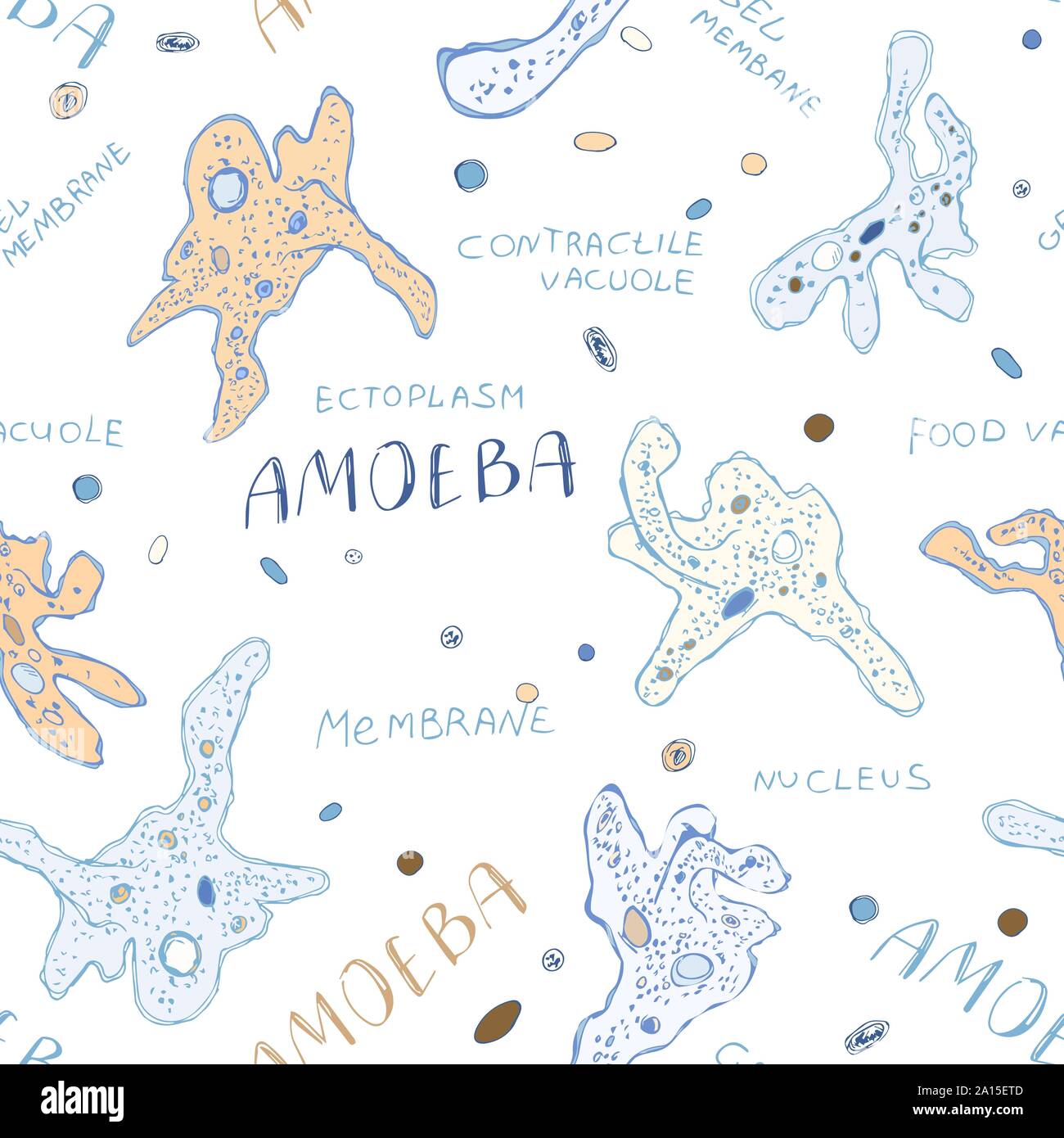 Seamless pattern Amoeba proteus the structure of the microorganism. Set of hand drawn doodle unicellular protozoa organisms. Cartoon Amoeba in grunge Stock Vector