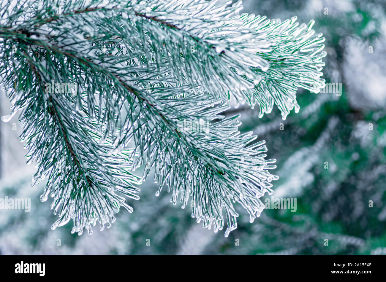 Pine branches covered with ice. Freezing rain. Close up. Stock Photo