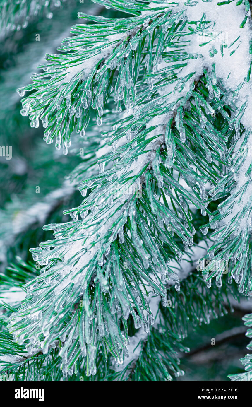 Pine branches covered with ice. Freezing rain. Close up. Stock Photo