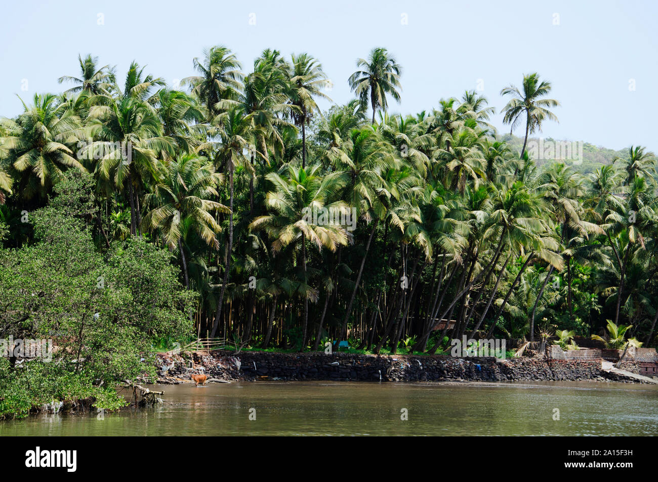 Coconut trees in Konkan area near Dabhol jetty, Maharashtra, India Stock Photo