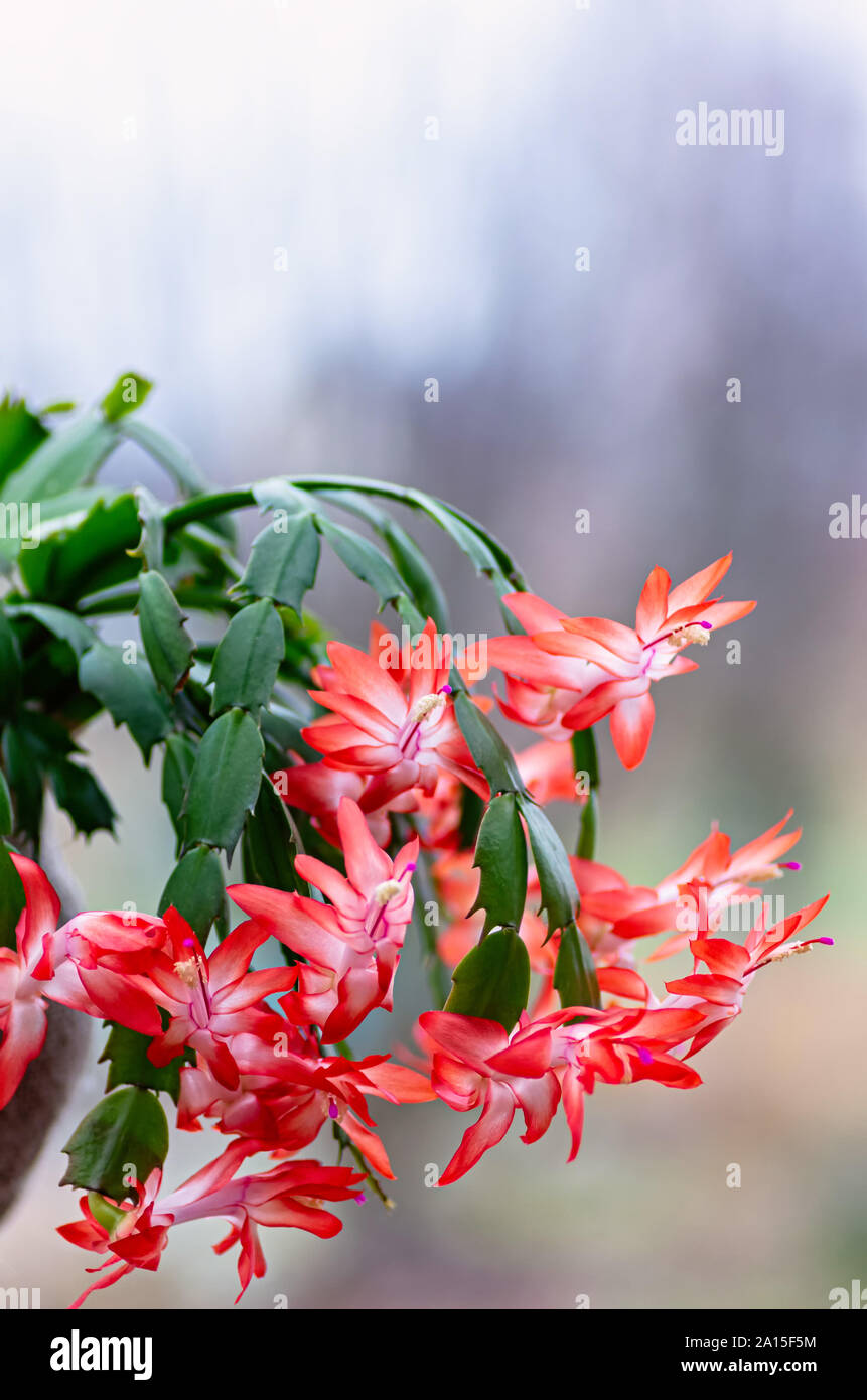 Christmas cactus hires stock photography and images Alamy