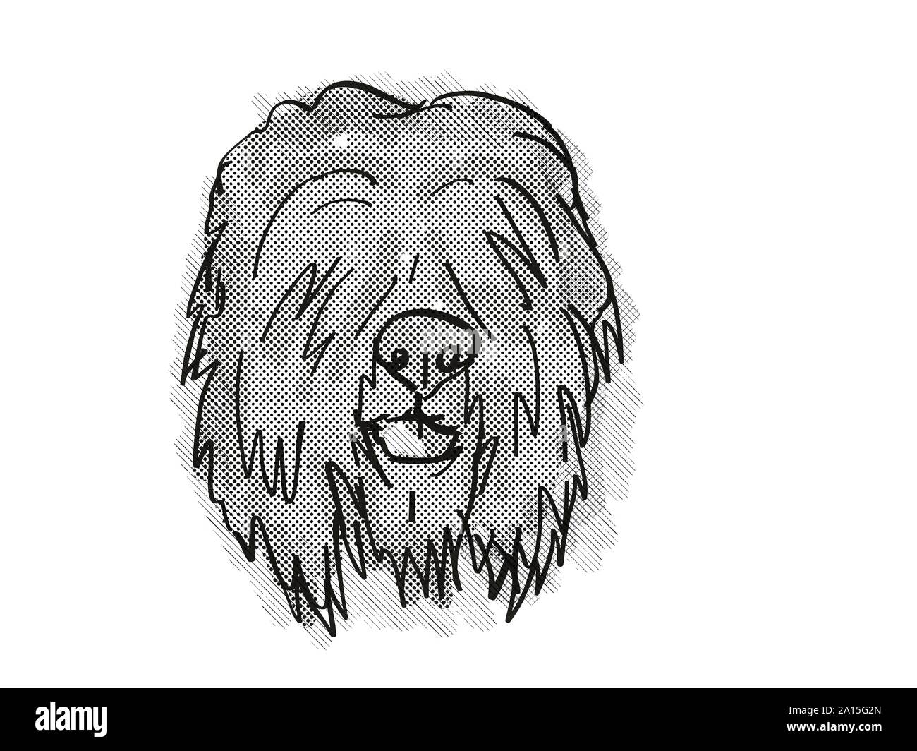 Retro cartoon style drawing of head of a Black Russian Terrier , a domestic  dog or canine breed on isolated white background done in black and white  Stock Photo - Alamy
