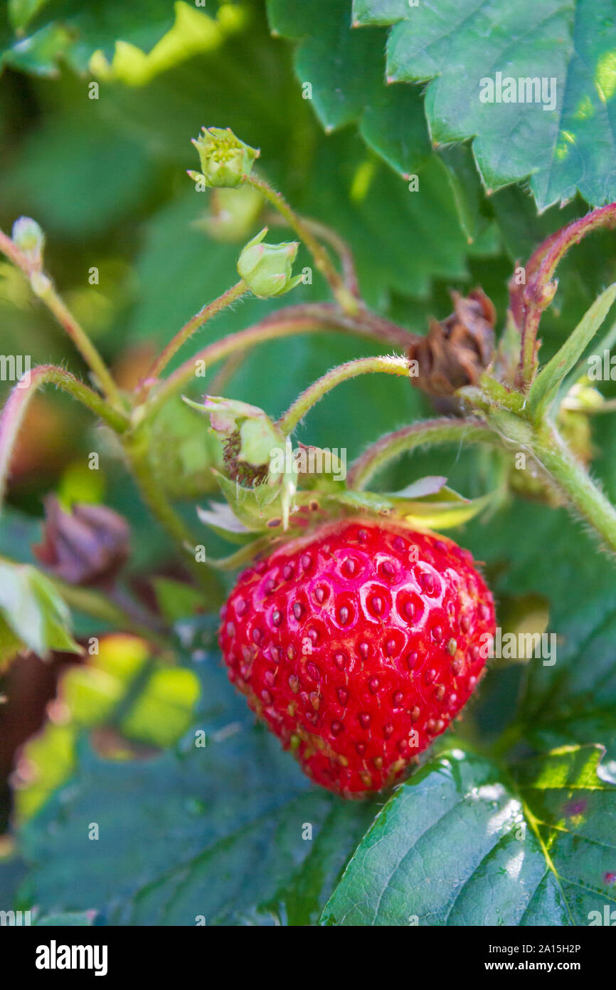 Red ripe strawberries grow in the garden in the summer Stock Photo - Alamy