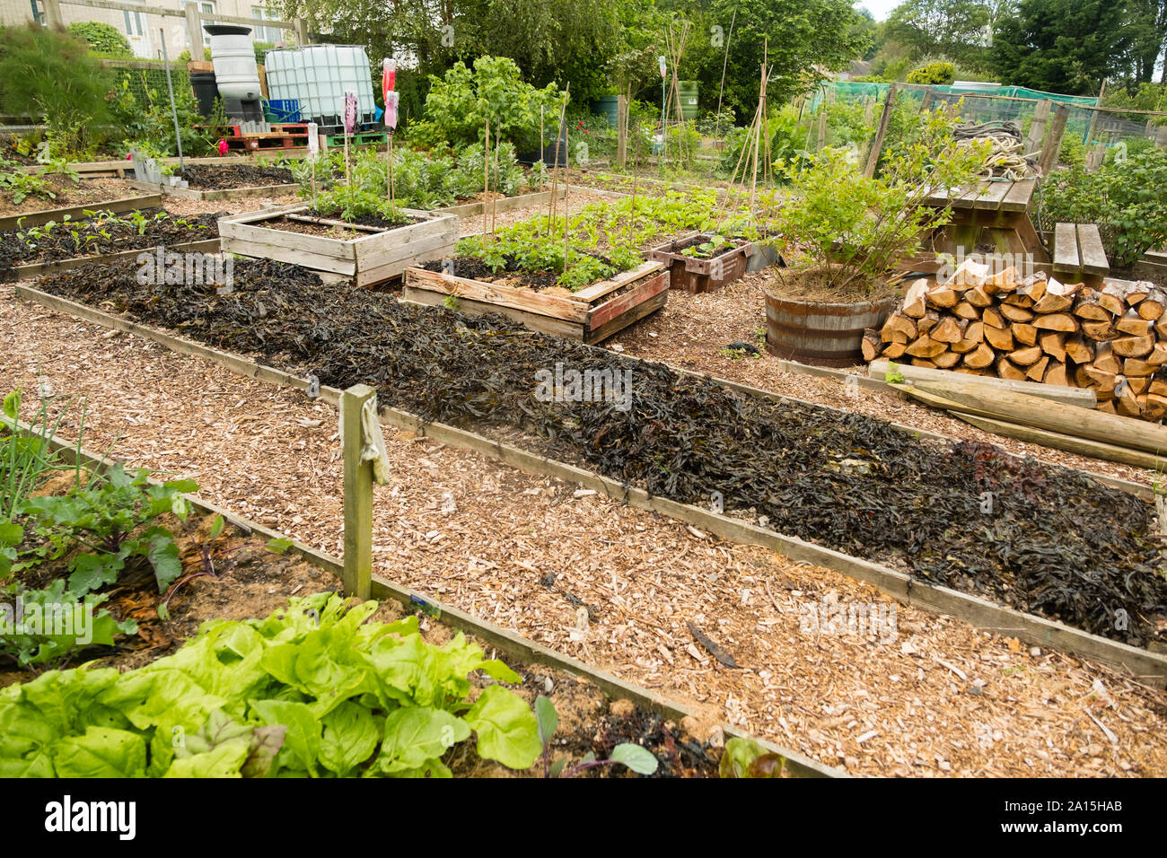 Allotment gardening in the UK - seaweed used as a mulch and fertilizer on raised beds Stock Photo