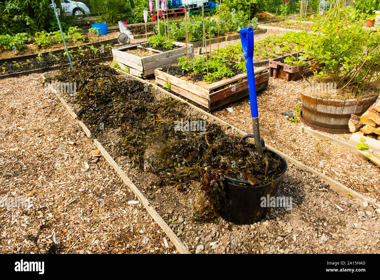 Allotment gardening in the UK - seaweed used as a mulch and fertilizer on raised beds Stock Photo