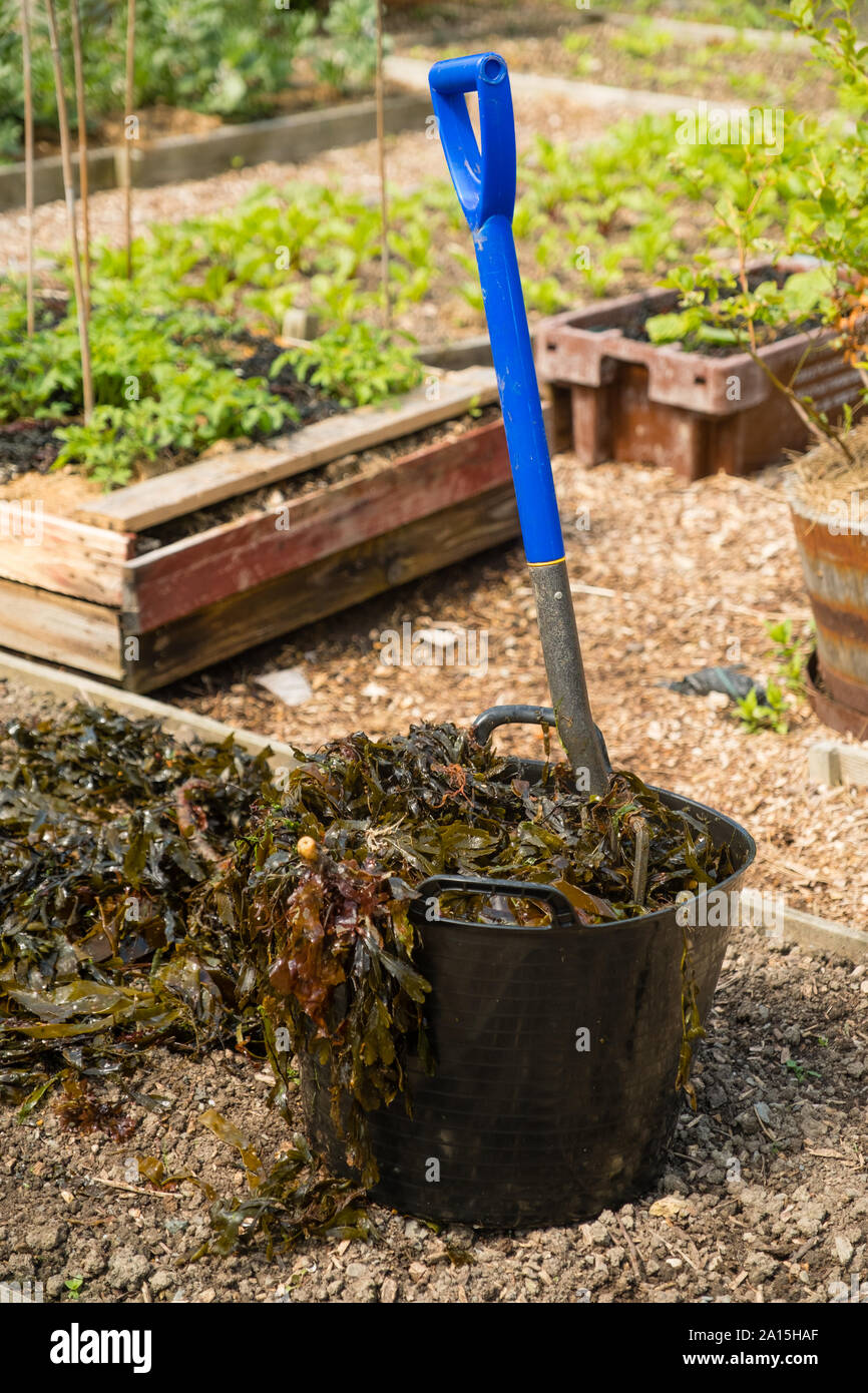 Allotment gardening in the UK - seaweed used as a mulch and fertilizer on raised beds Stock Photo