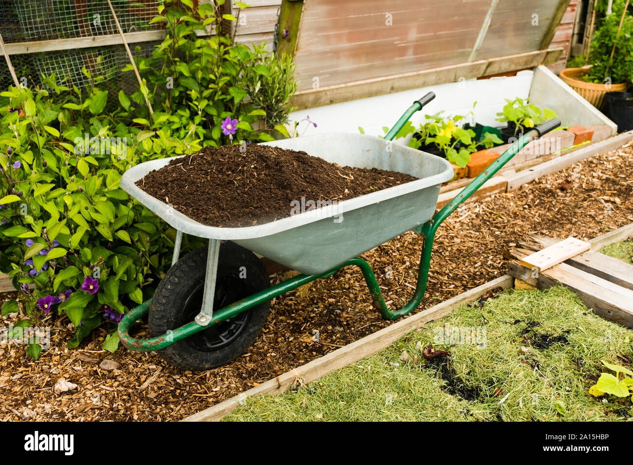 Allotment gardening in the UK - a wheelbarrow full of compost Stock Photo