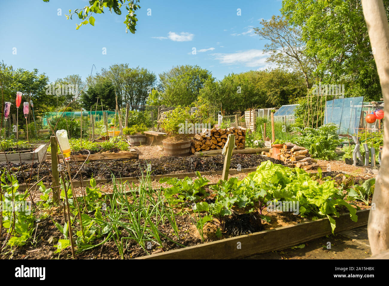 Allotment gardening in the UK - vegetables growing in raised beds Stock Photo