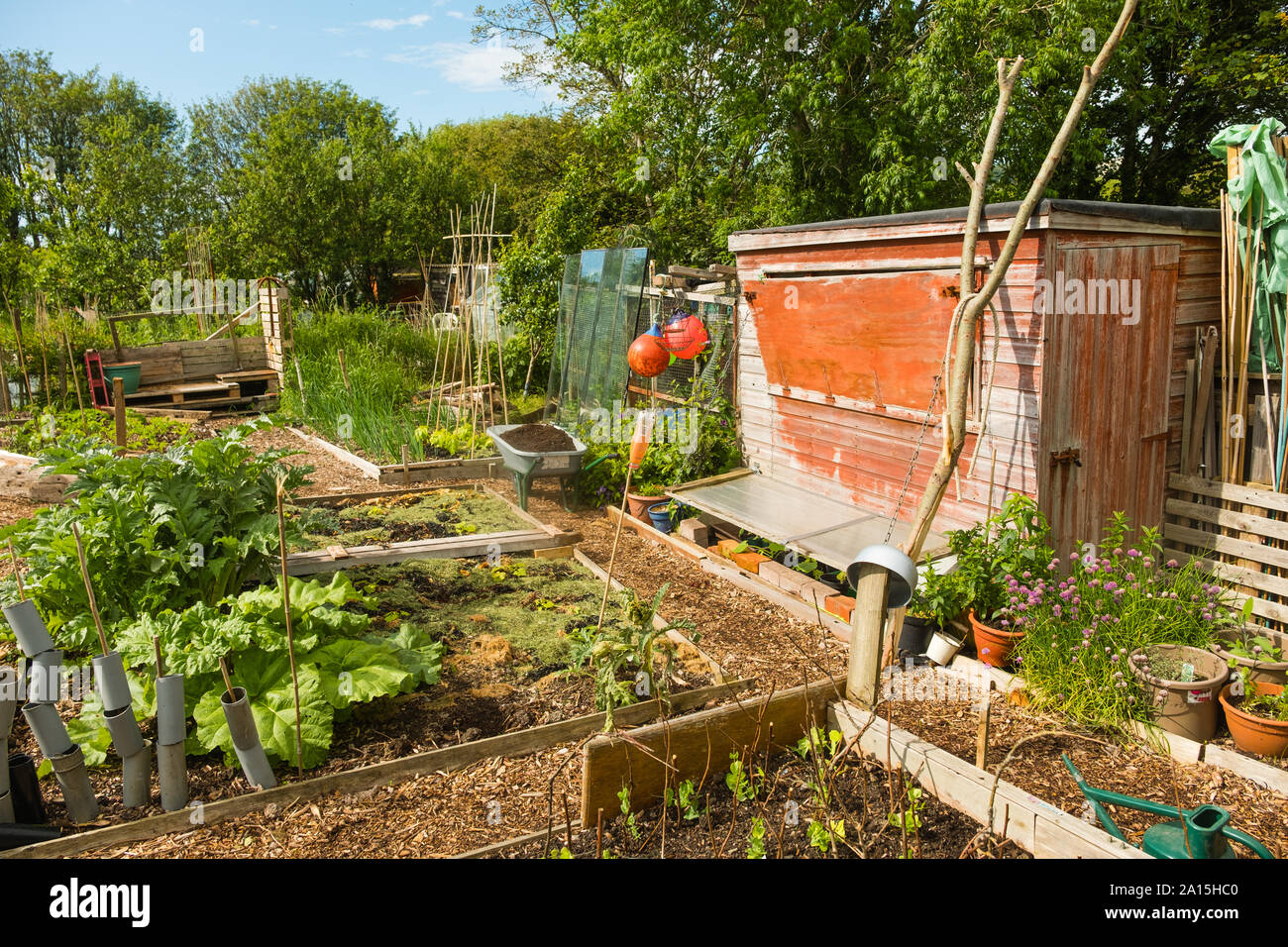 Allotment gardening in the UK - vegetables growing in raised beds Stock ...