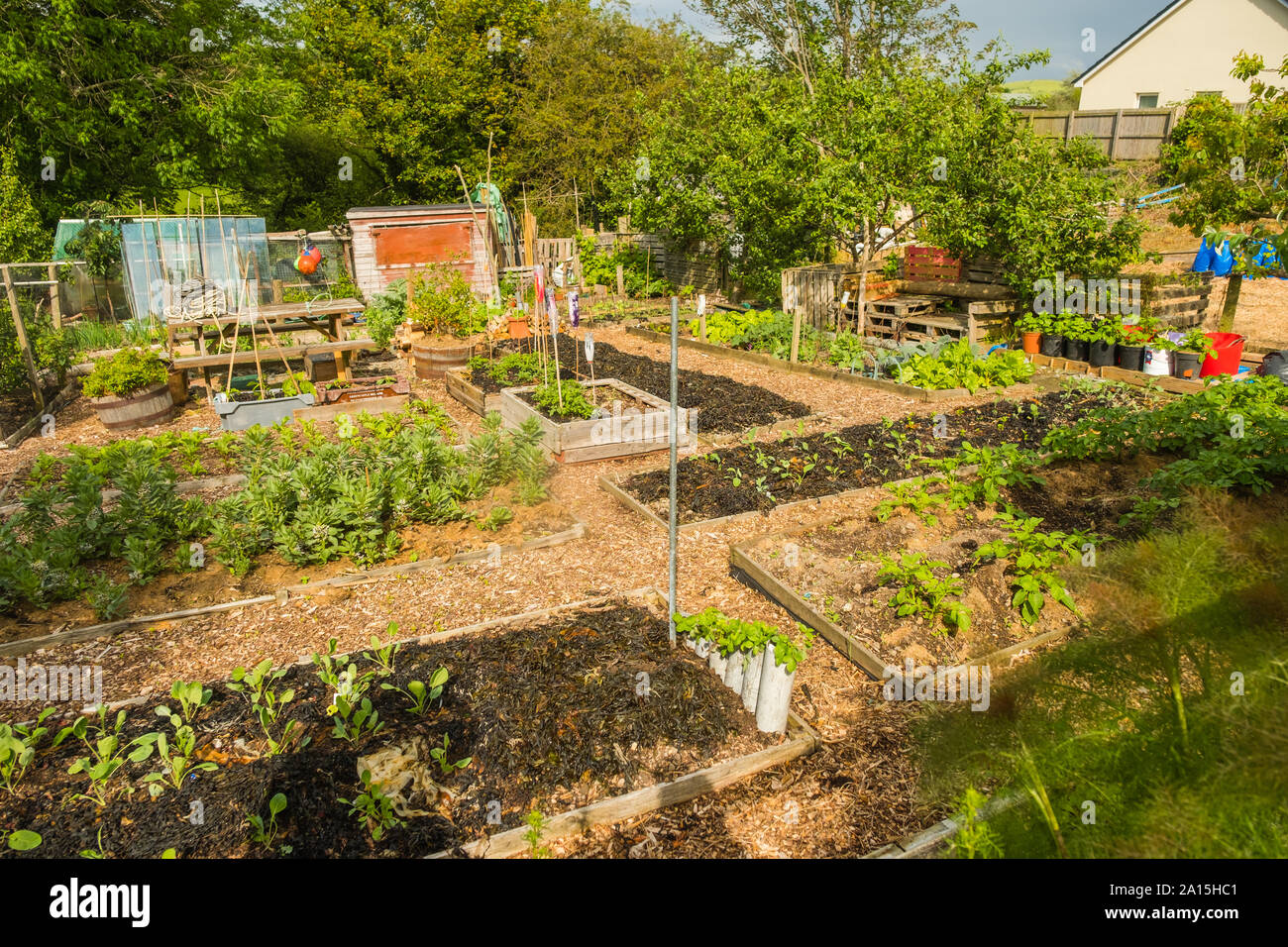 Allotment gardening in the UK - vegetables growing in raised beds Stock Photo