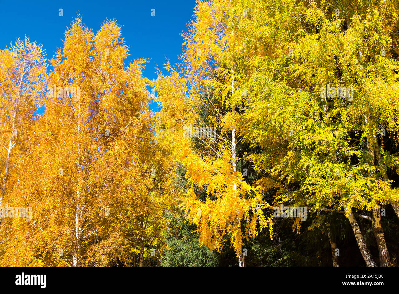 Autumn. Beautiful yellow birch leaves and branches of larch trees on a ...