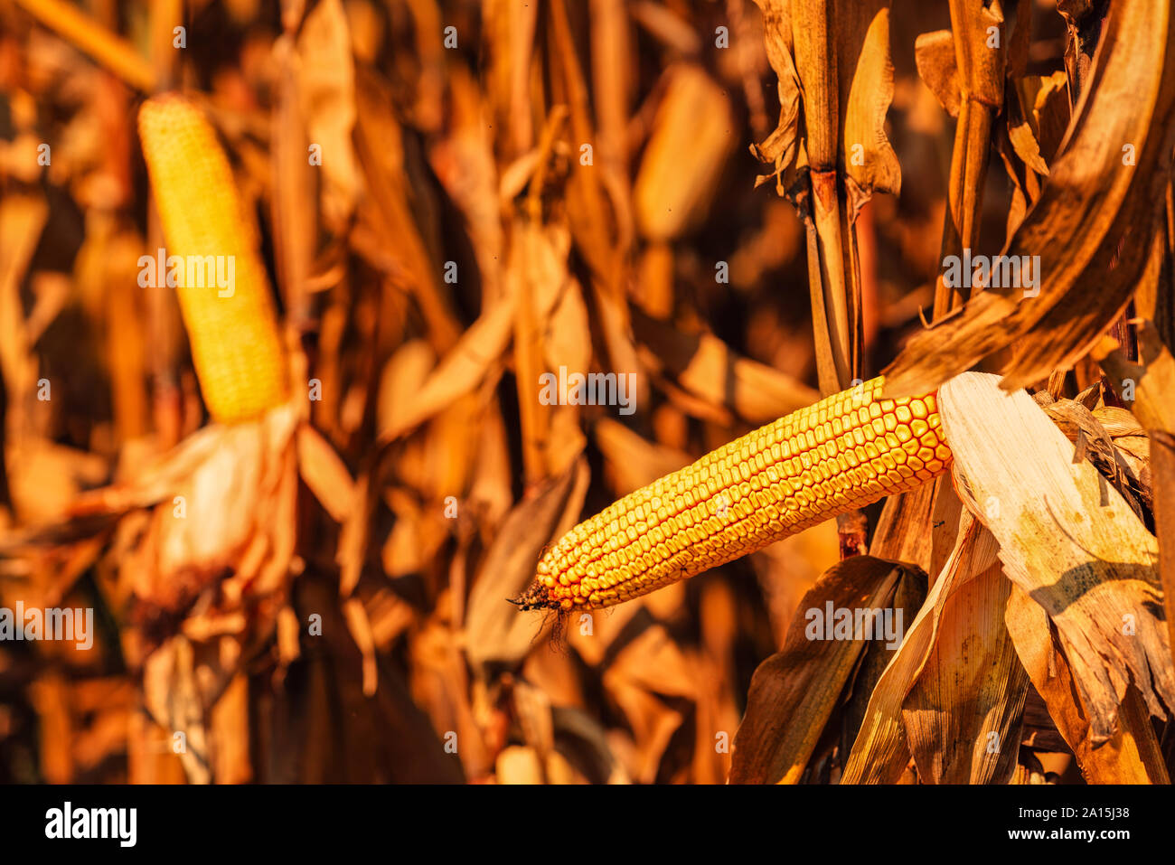 Fully developed ear of corn on the cob in cultivated field Stock Photo