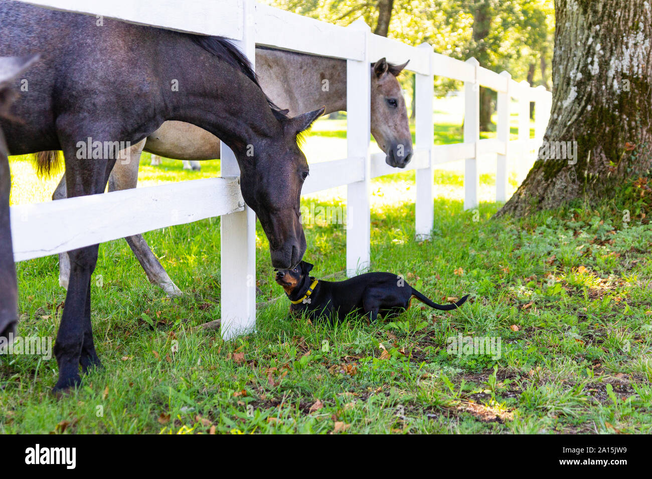 Lipizzan horse Stock Photo