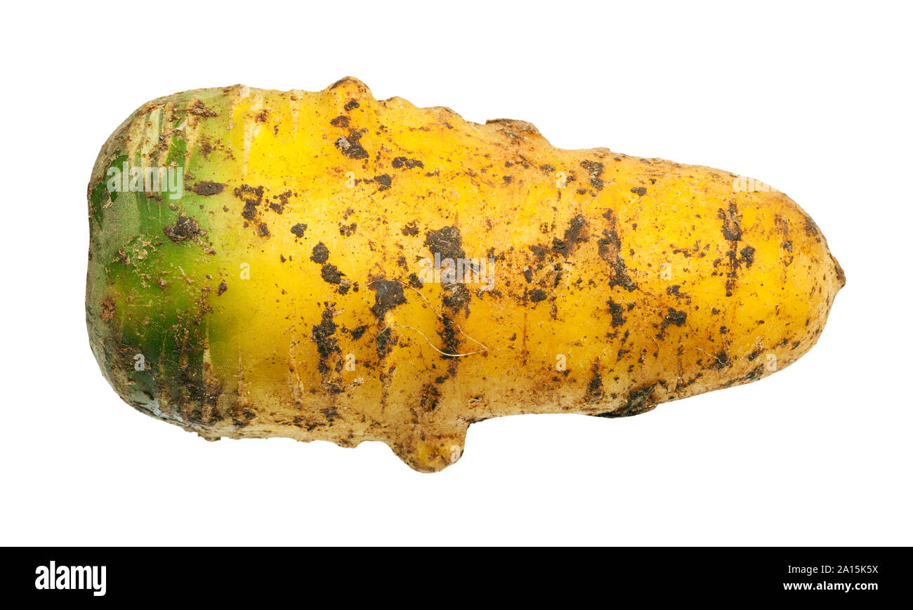 dirty organic uzbek yellow carrot isolated on white background Stock Photo