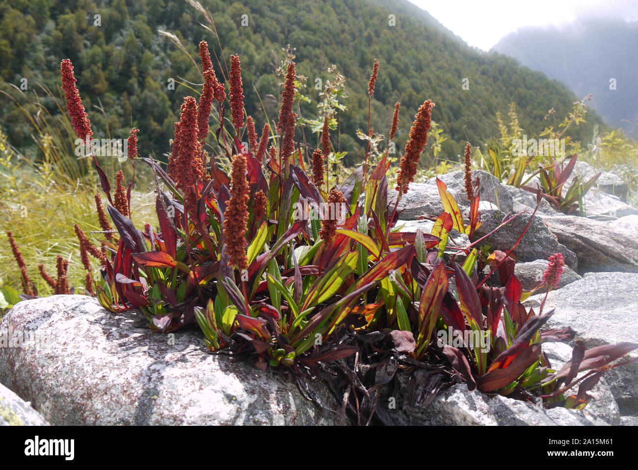 Valley of flowers himalayas hires stock photography and images Alamy