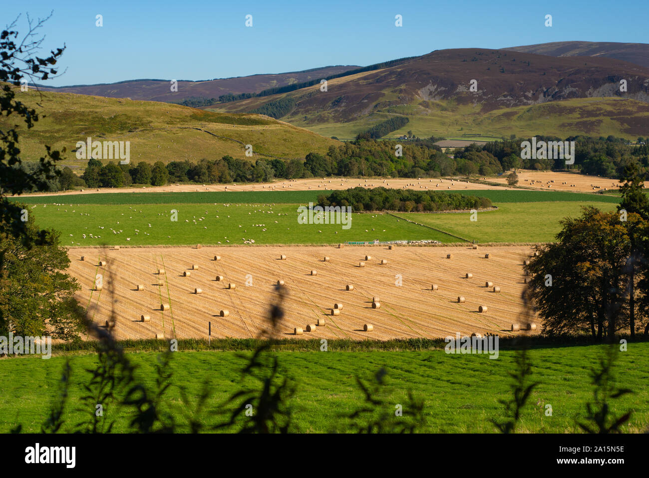 View Over Sheep Hay Bales and Crops on a Farm in Scotland With Hills in the Background Stock Photo