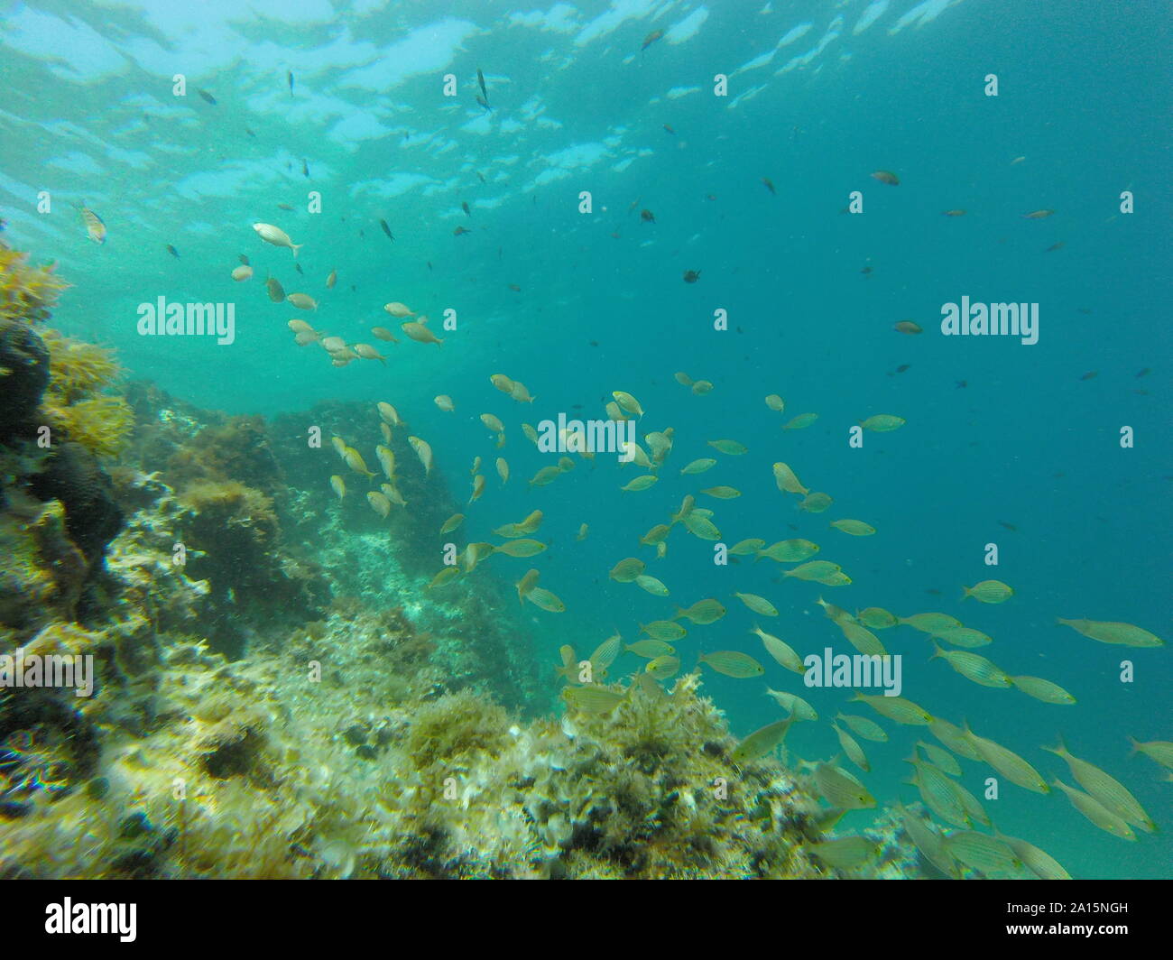 Many colored fish underwater, Mediterranean sea, reef, rocks, global warming Stock Photo