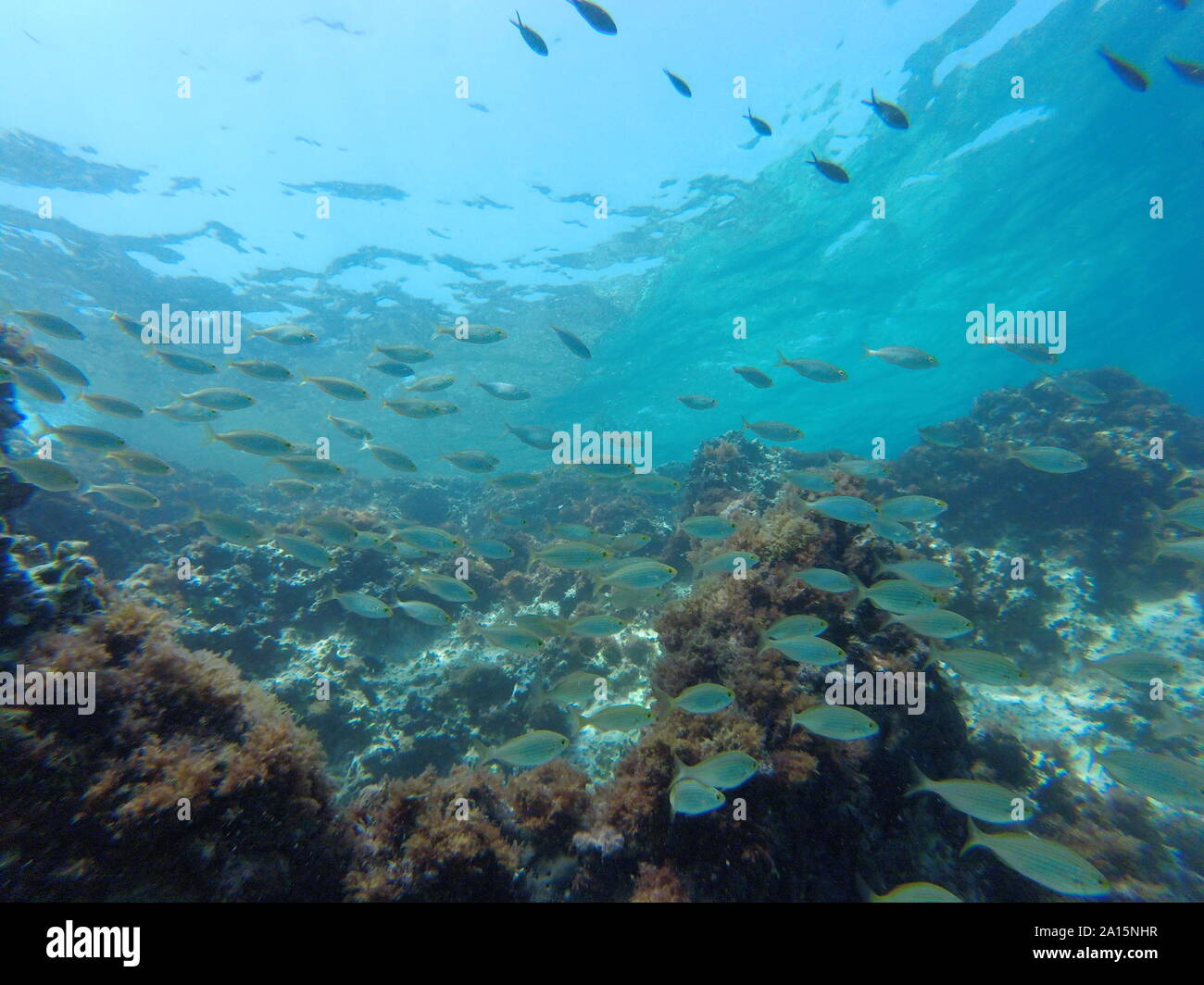 Many colored fish underwater, Mediterranean sea, reef, rocks, global warming Stock Photo