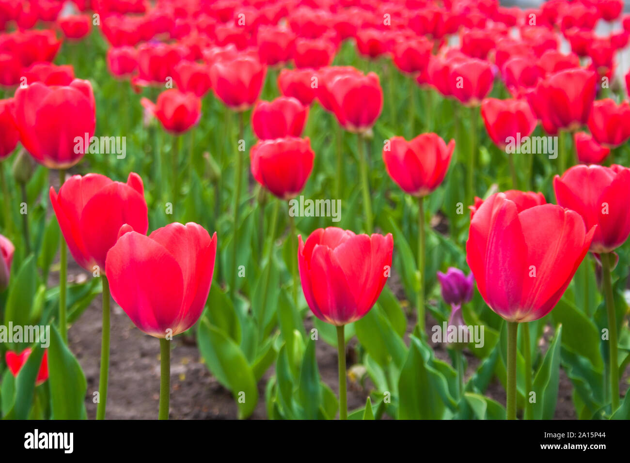 Beautiful red tulips with green leaves, blurred background in tulips field or in the garden on spring Stock Photo