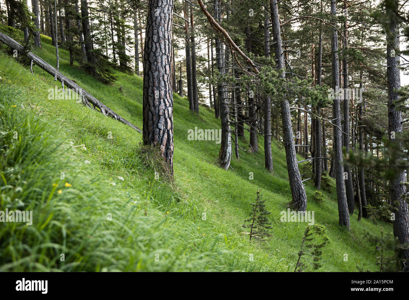 Pine forest, Rofan Mountains, Tyrol, Austria Stock Photo