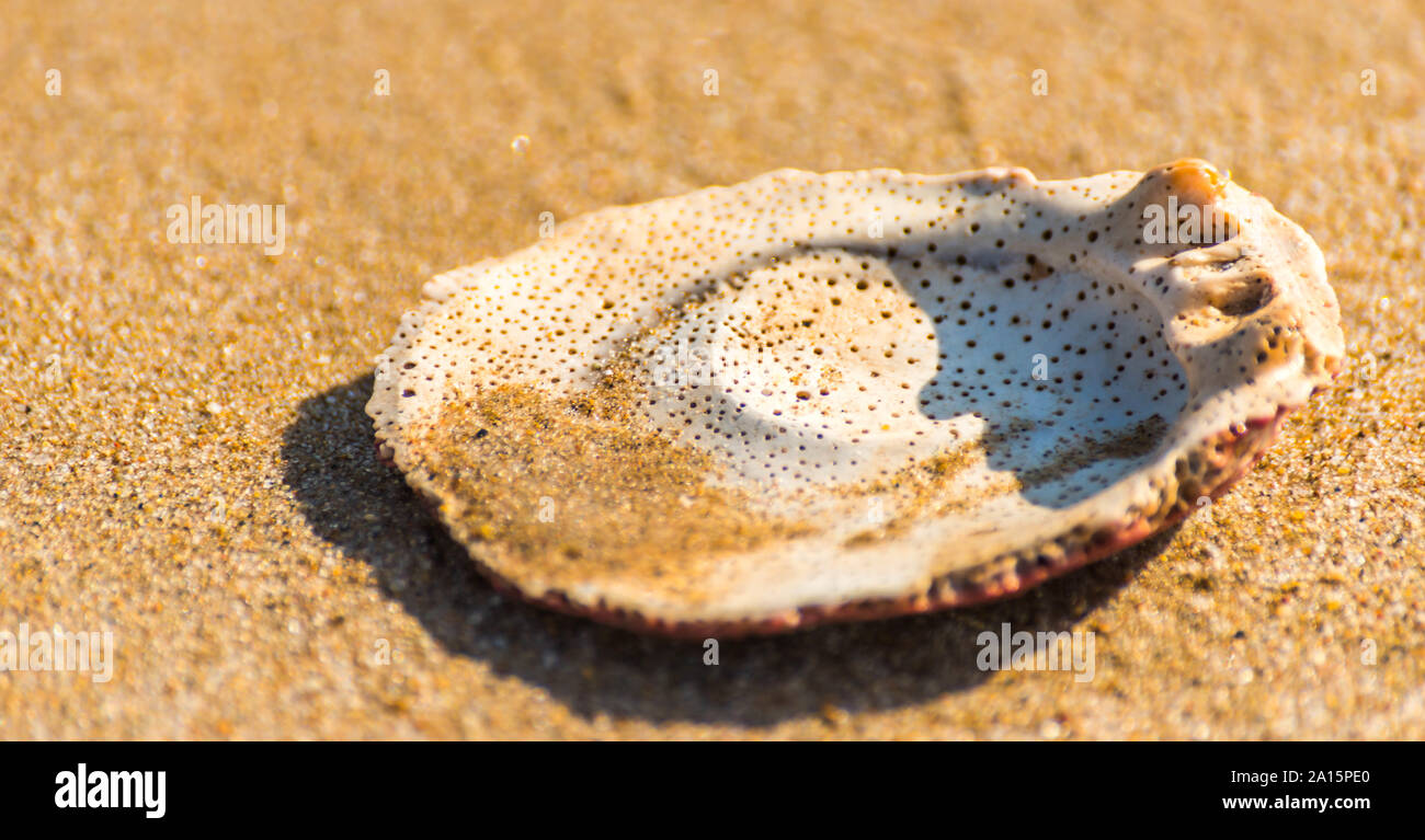 Natural sea shell lying on the sandy beach, washed by water, sunny day ...