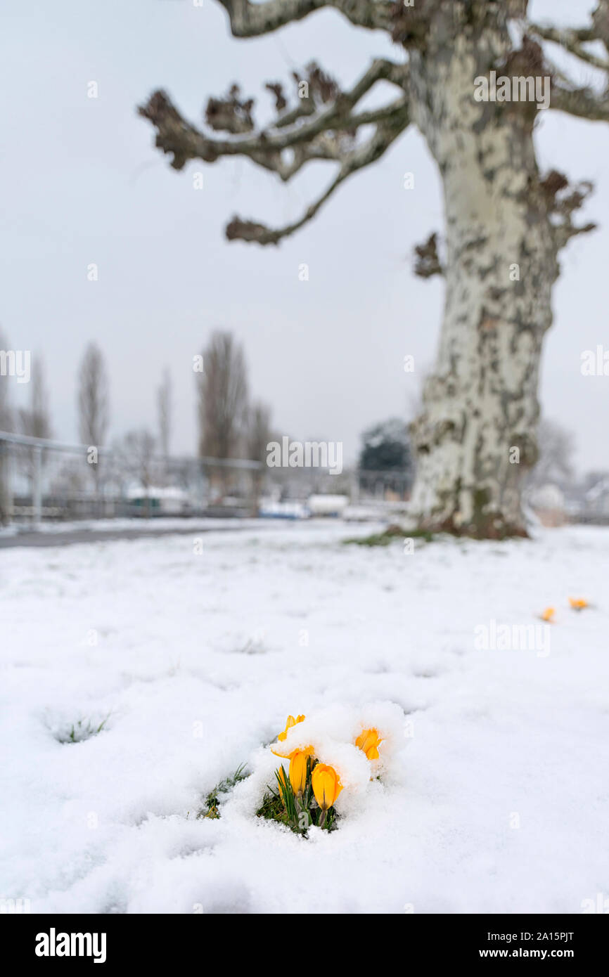 Germany, Baden-Wurttemberg, Yellow crocuses covered with snow Stock Photo