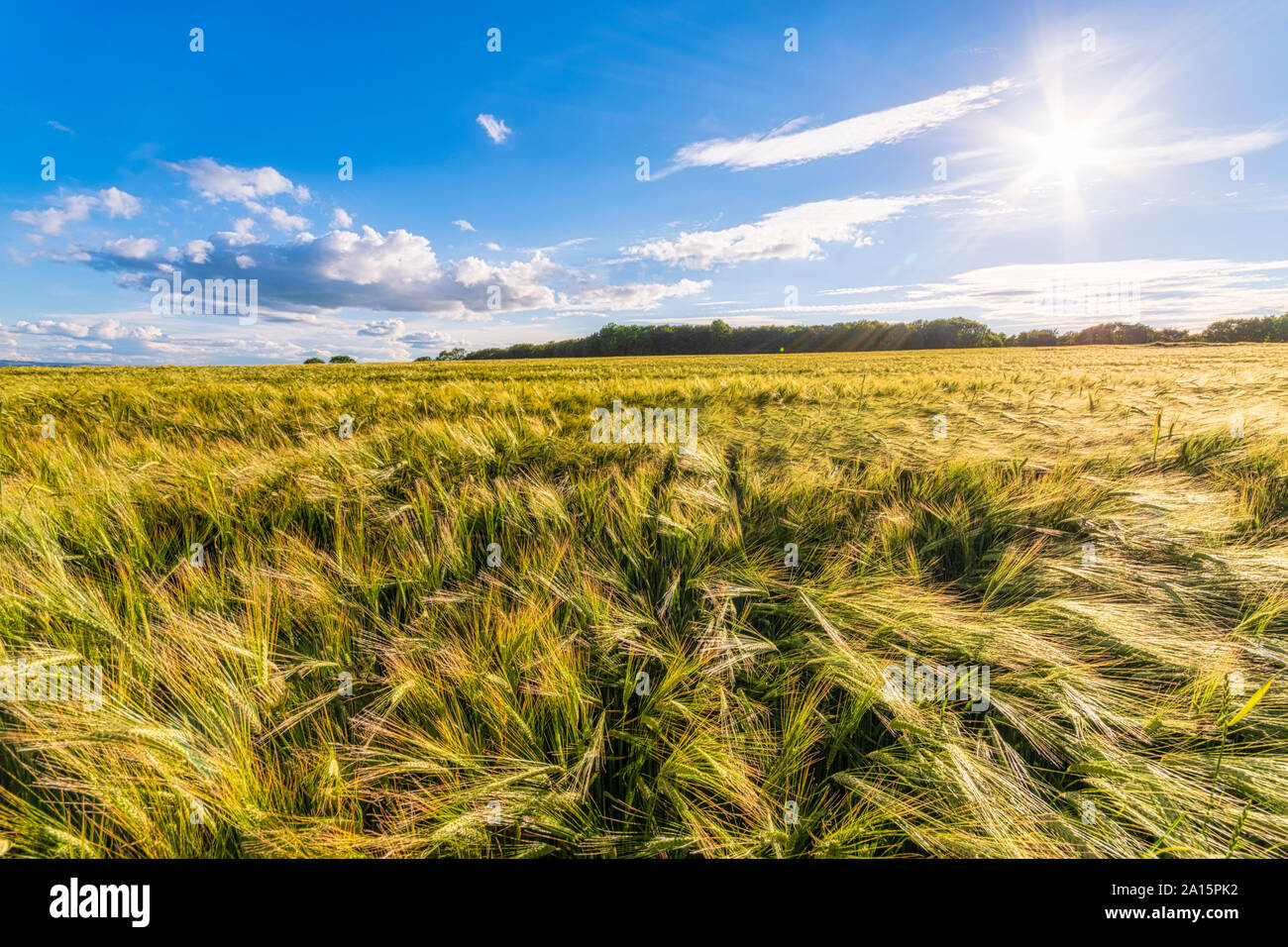 UK, Scotland, East Lothian, Field of barley (Hordeum vulgare) on sunny day Stock Photo