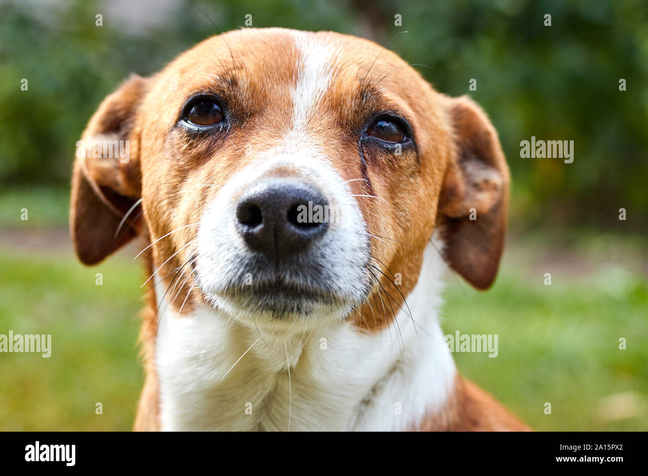 little dog muzzle
