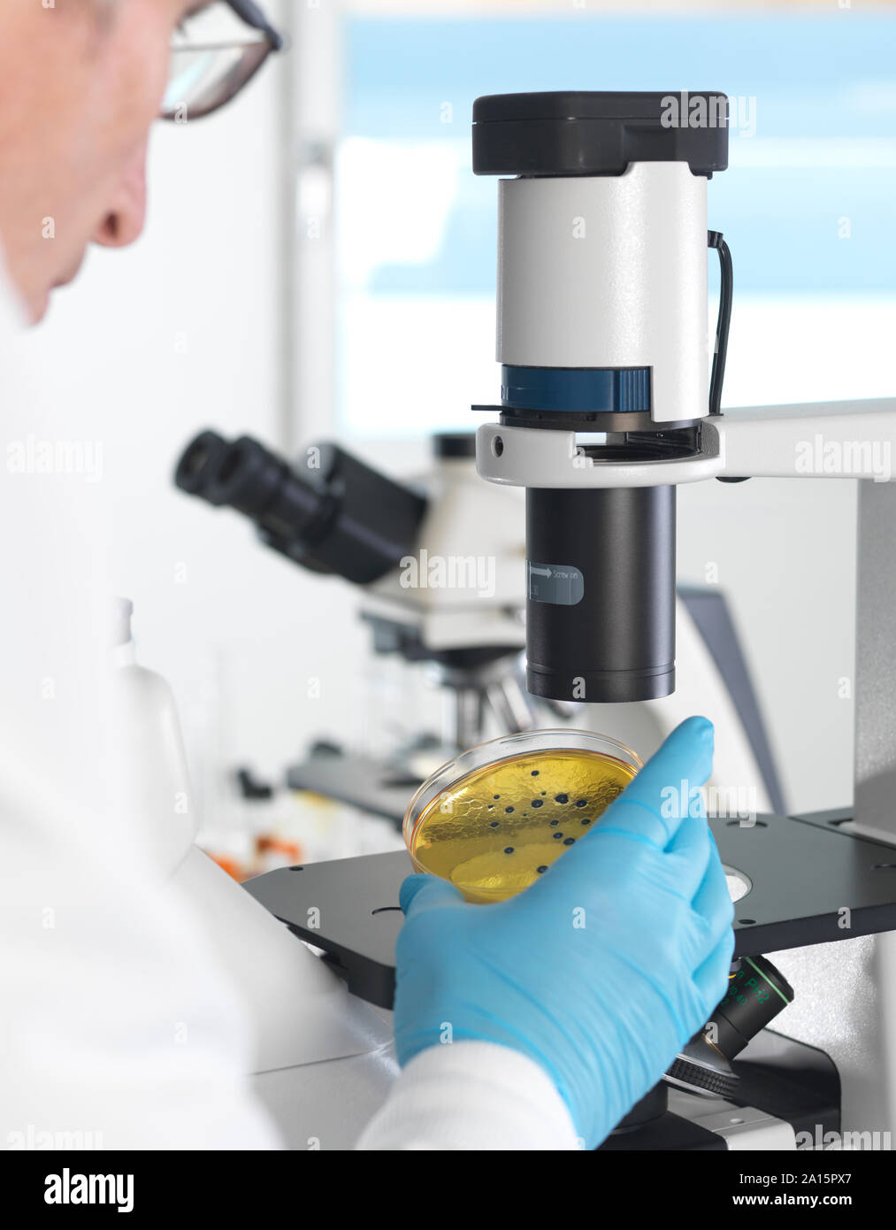 Microbiology, Scientist viewing cultures growing in petri dishes under an inverted microscope in the laboratory Stock Photo