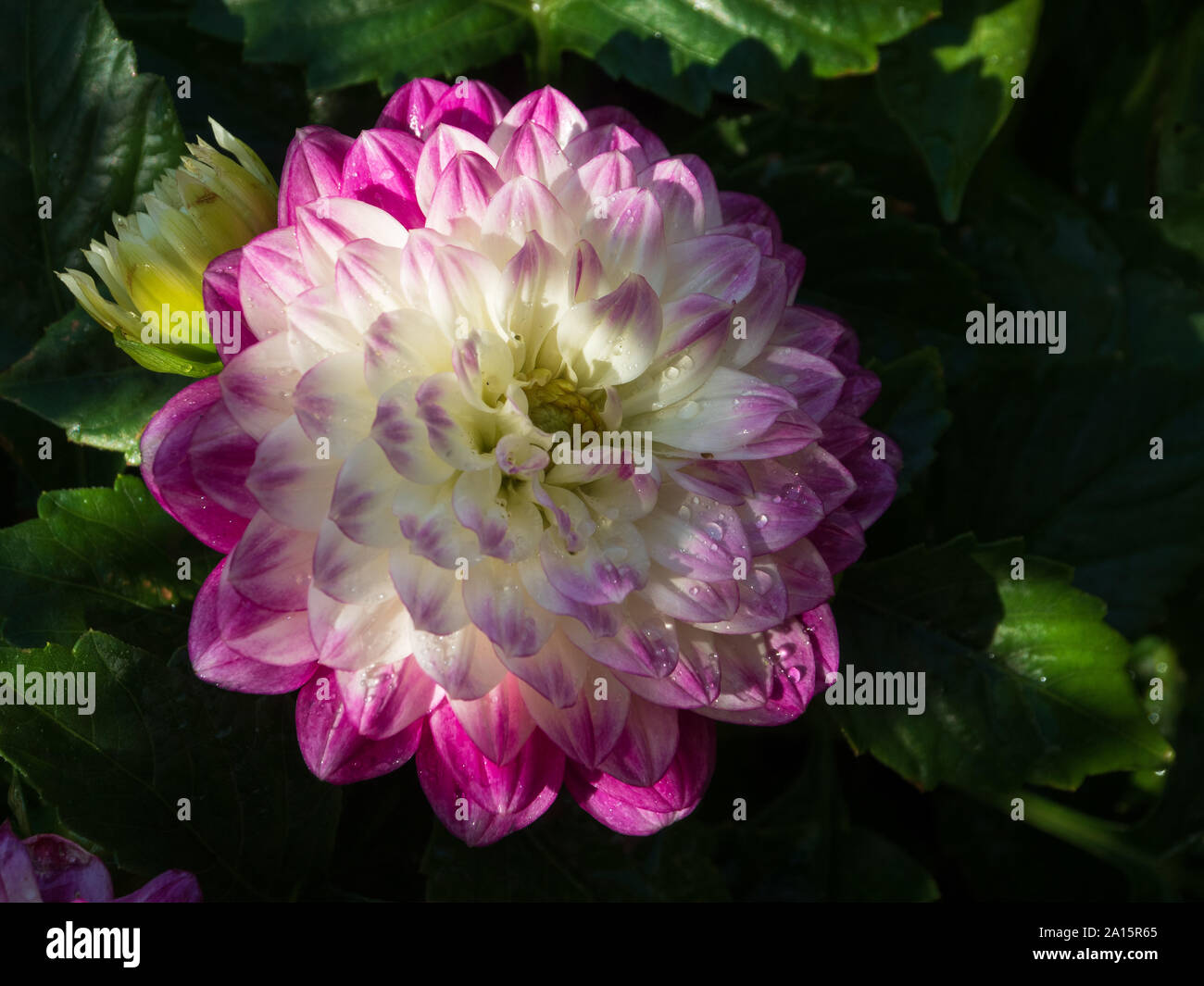 Full Bloom Dahlia High Resolution Stock Photography and Images - Alamy