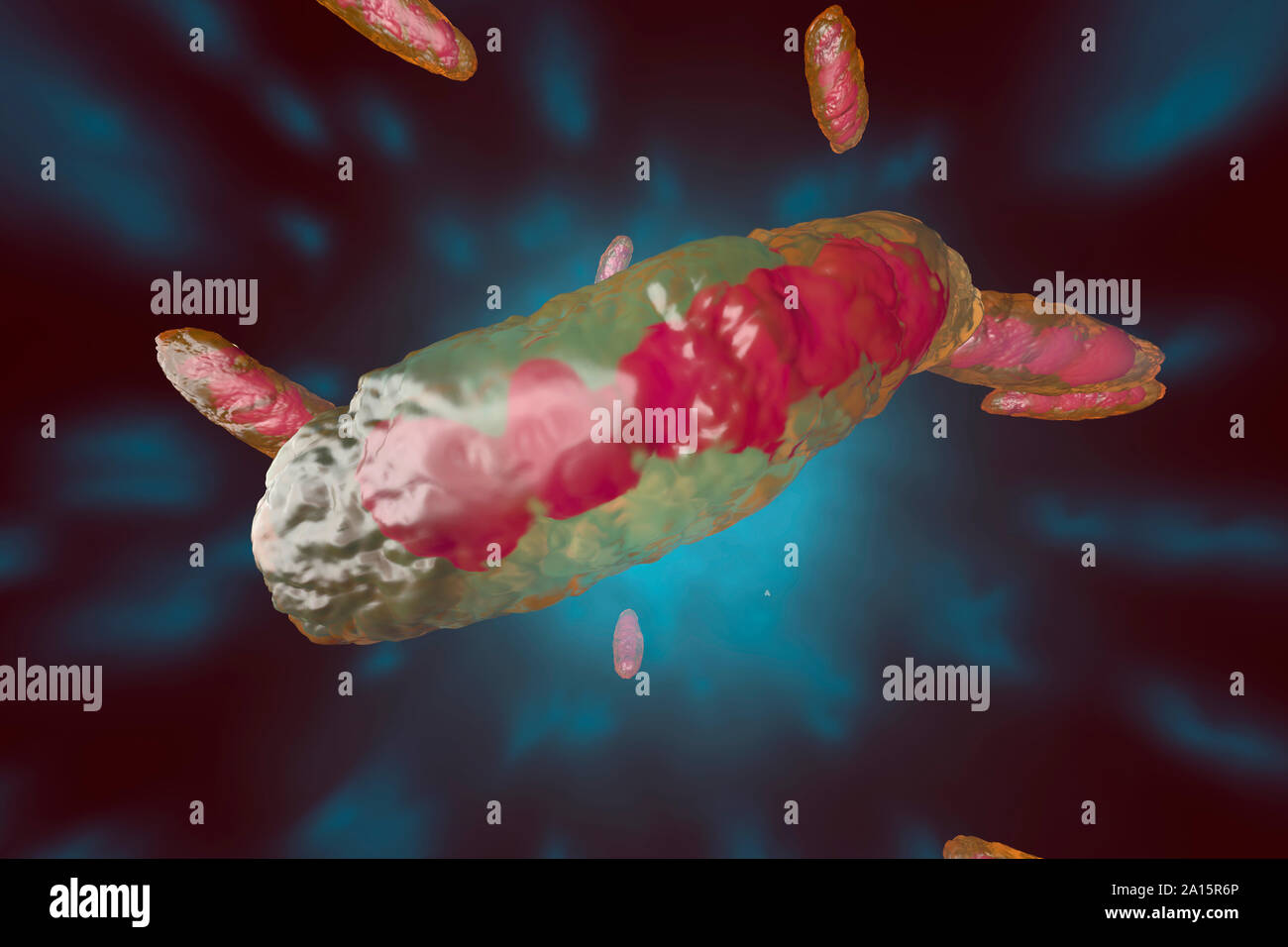 3D rendered Illustration, visualization of a anatomically correct Mitochondrion Stock Photo