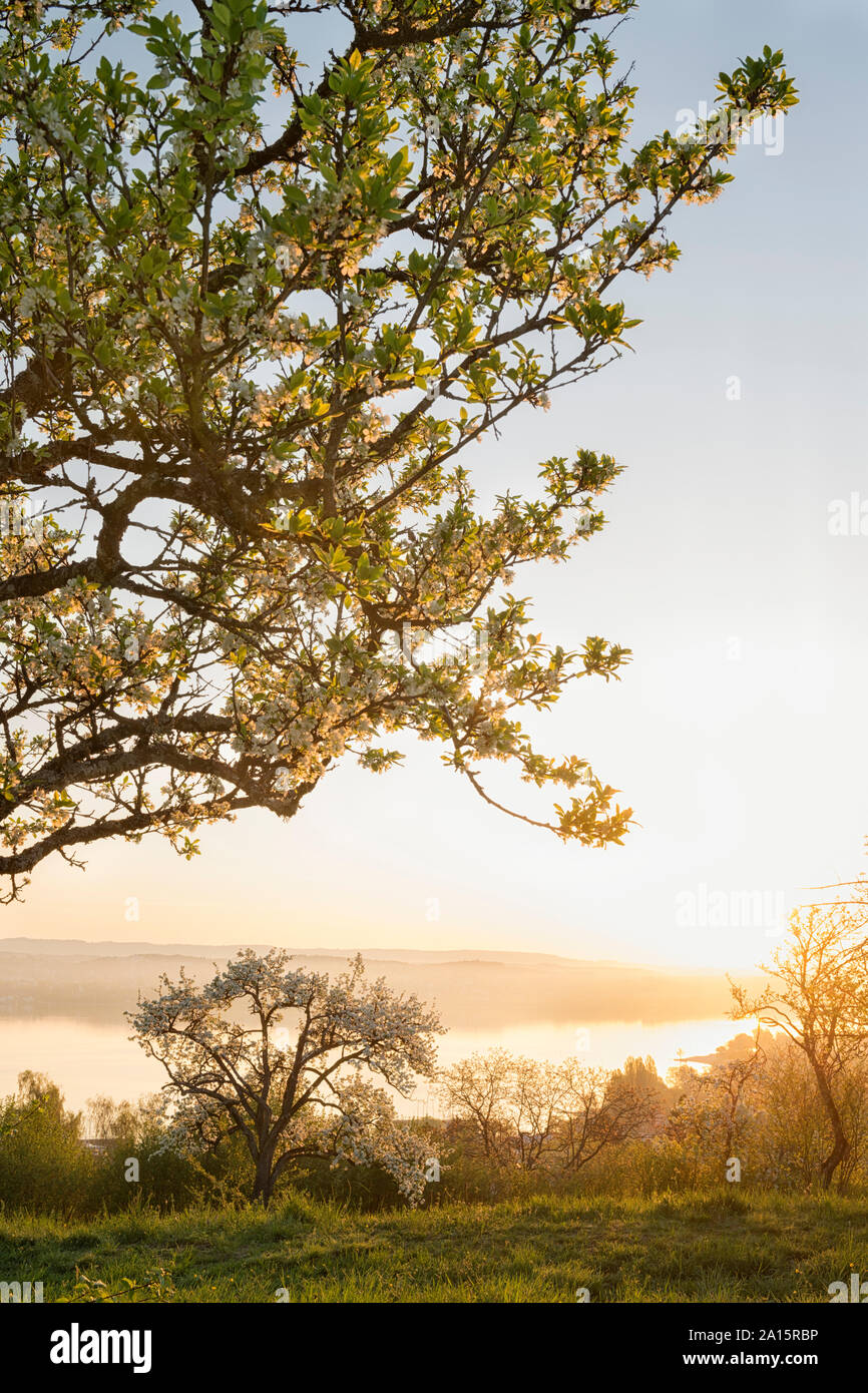Germany, Baden-Wurttemberg, Lake Constance and trees at sunrise Stock Photo