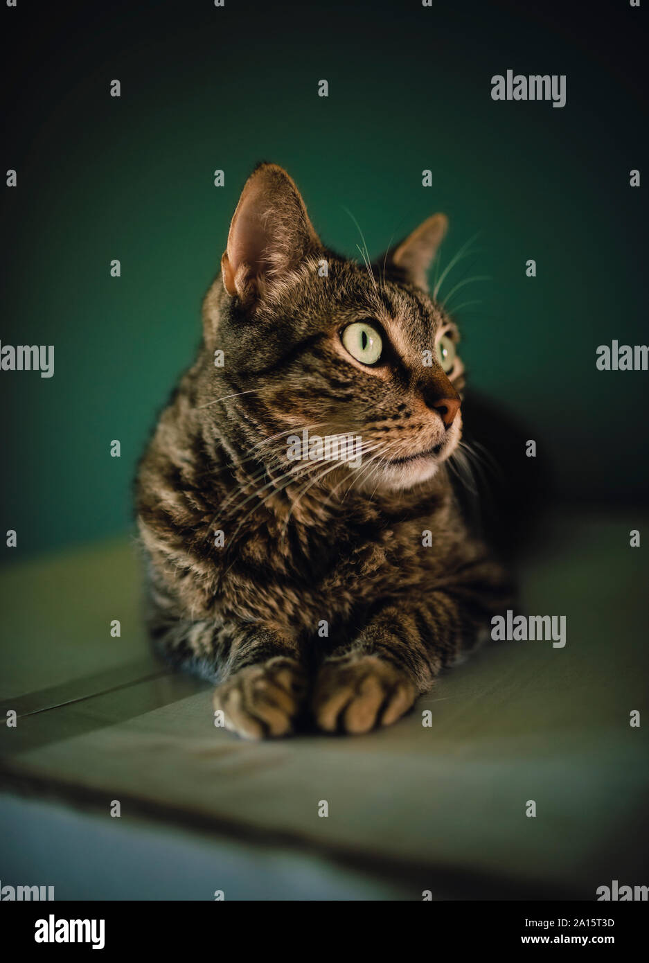 Portrait of tabby cat watching something Stock Photo