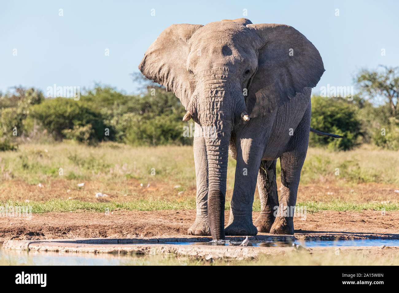 Namibia, Etosha National Park, African Elephant at waterhole Stock Photo